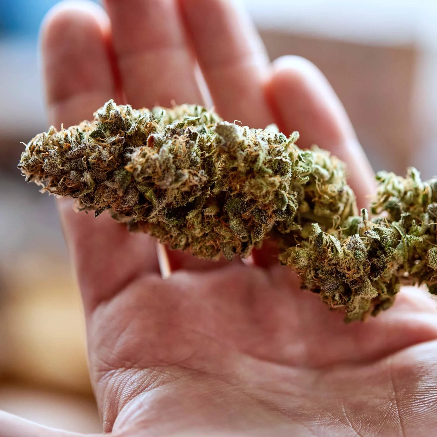 HABANERO KUSH (WILDCARD STRAIN) 100g